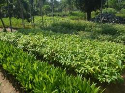 Forest Nursery